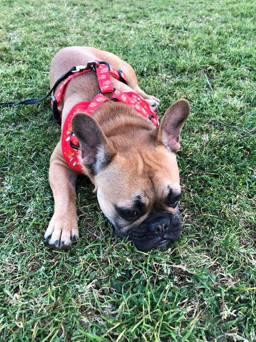 Part 1: How to choose the right Harness for your Frenchie