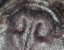 Load image into Gallery viewer, AFTER