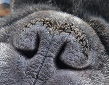 Load image into Gallery viewer, Natural Dog Company SNOUT SOOTHER® TRAVEL STICK