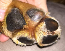 Load image into Gallery viewer, Natural Dog Company PAW SOOTHER® TRAVEL STICK