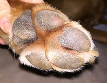 Load image into Gallery viewer, Natural Dog Company PAW SOOTHER® TRAVEL STICK