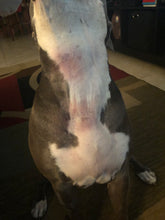 Load image into Gallery viewer, Natural Dog Company SKIN SOOTHER® TRAVEL STICK