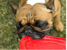 Load image into Gallery viewer, KONG Puppy Flyer